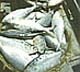 Hilsa (Ilish) 